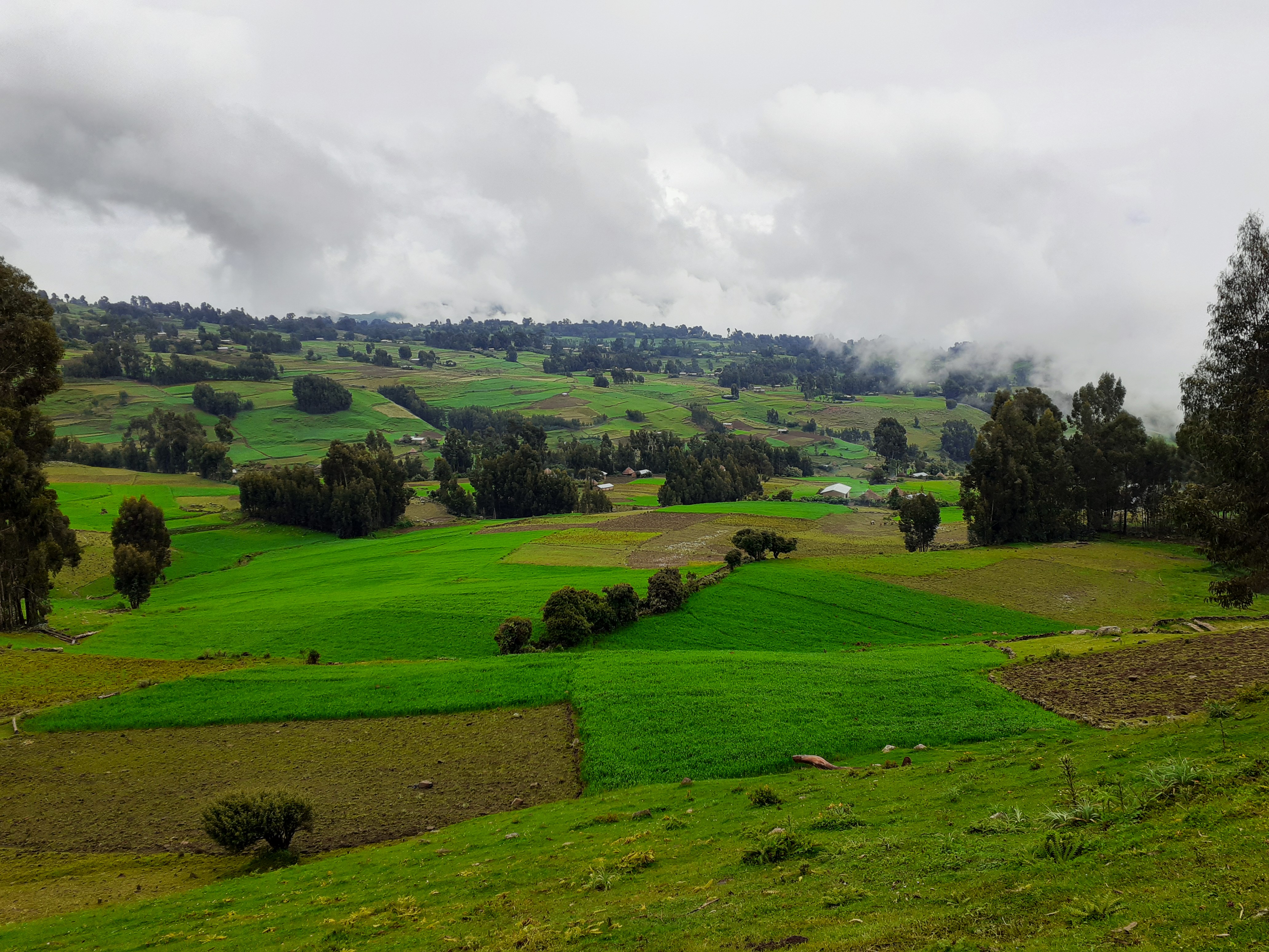 Green fields and farmers